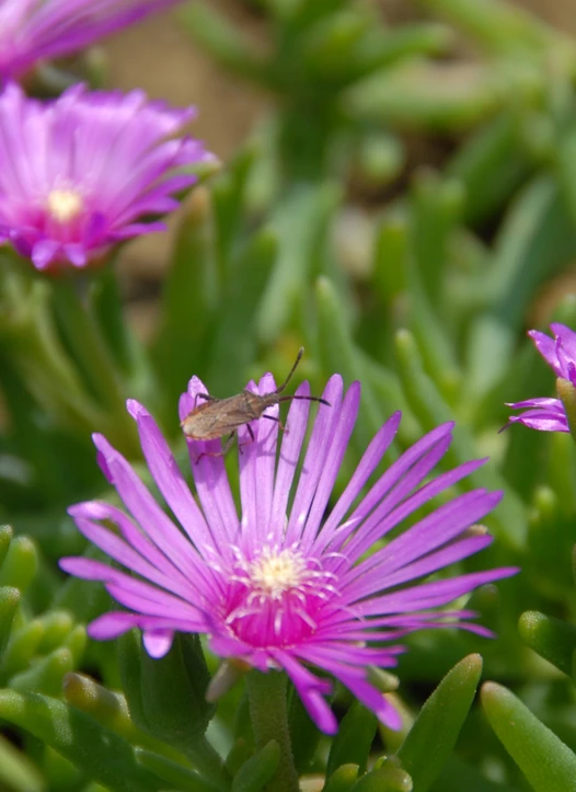 Blumenbeet im Hotel Gasthof Scheer